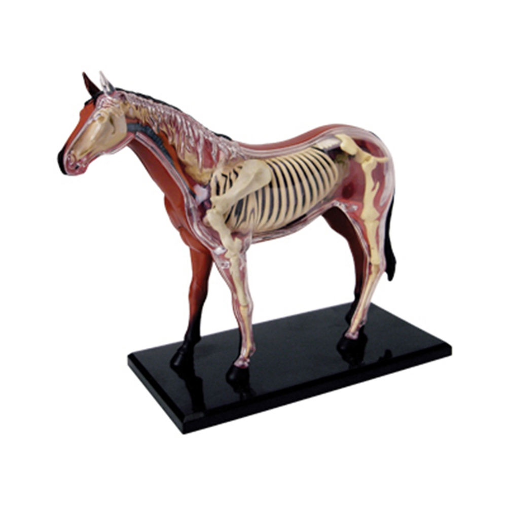 Animal Organ Anatomy Model 4D  - Science Diy Model incelemesi ve fiyatı