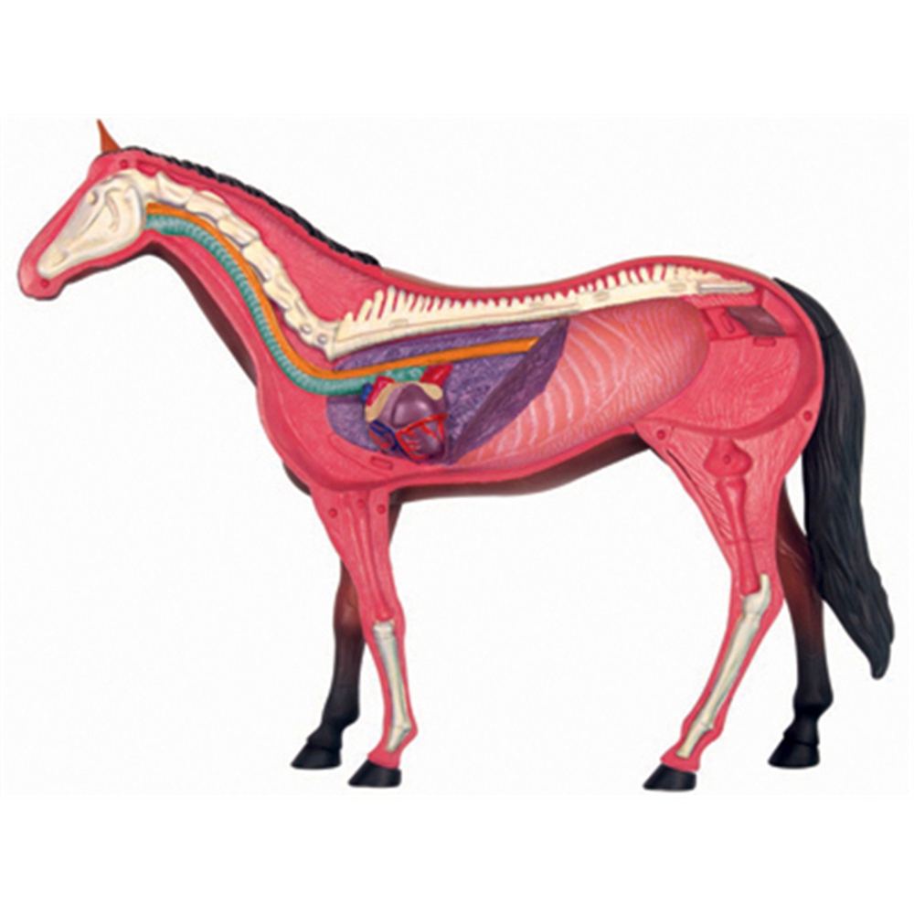 Animal Organ Anatomy Model 4D  - Science Diy Model incelemesi ve fiyatı
