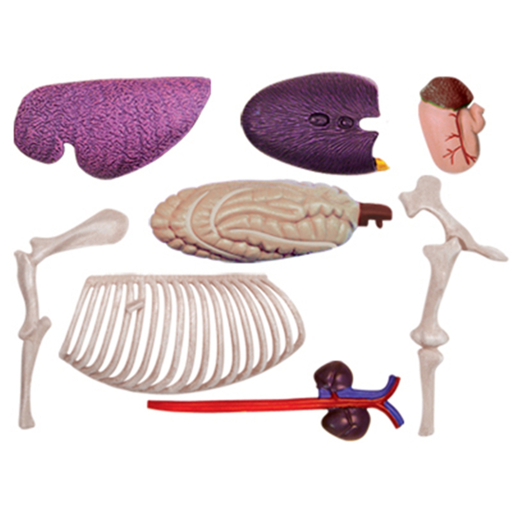 Animal Organ Anatomy Model 4D  - Science Diy Model incelemesi ve fiyatı