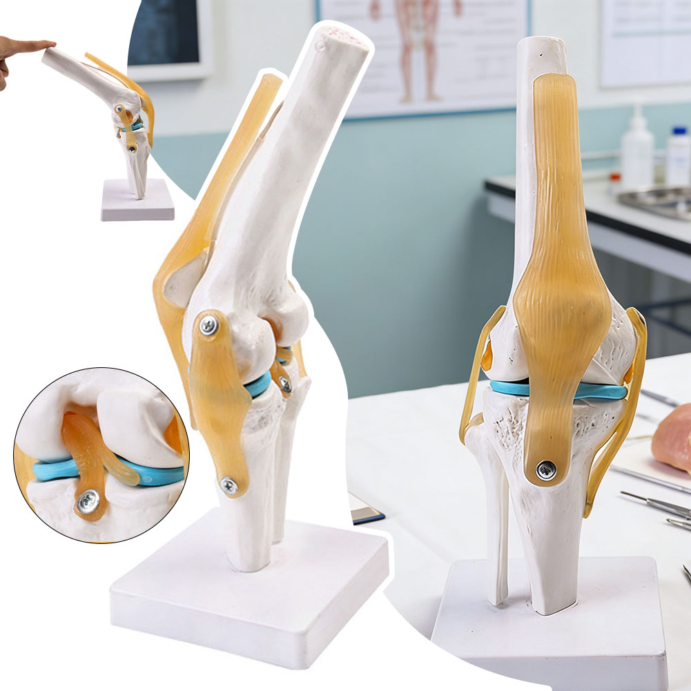 Anatomical Medical-Knee Joint  - Science Hobbyist incelemesi ve fiyatı