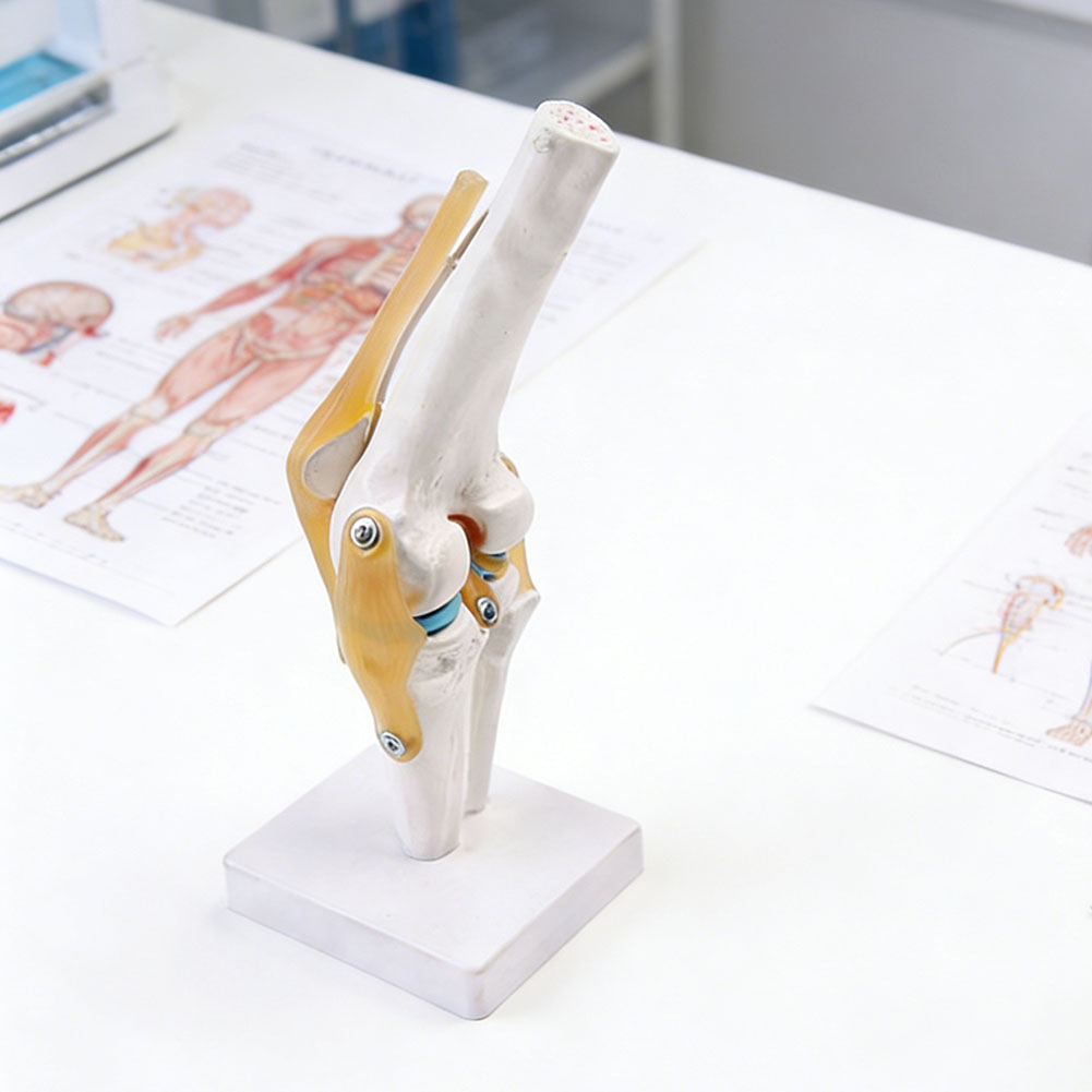 Anatomical Medical-Knee Joint  - Science Hobbyist incelemesi ve fiyatı