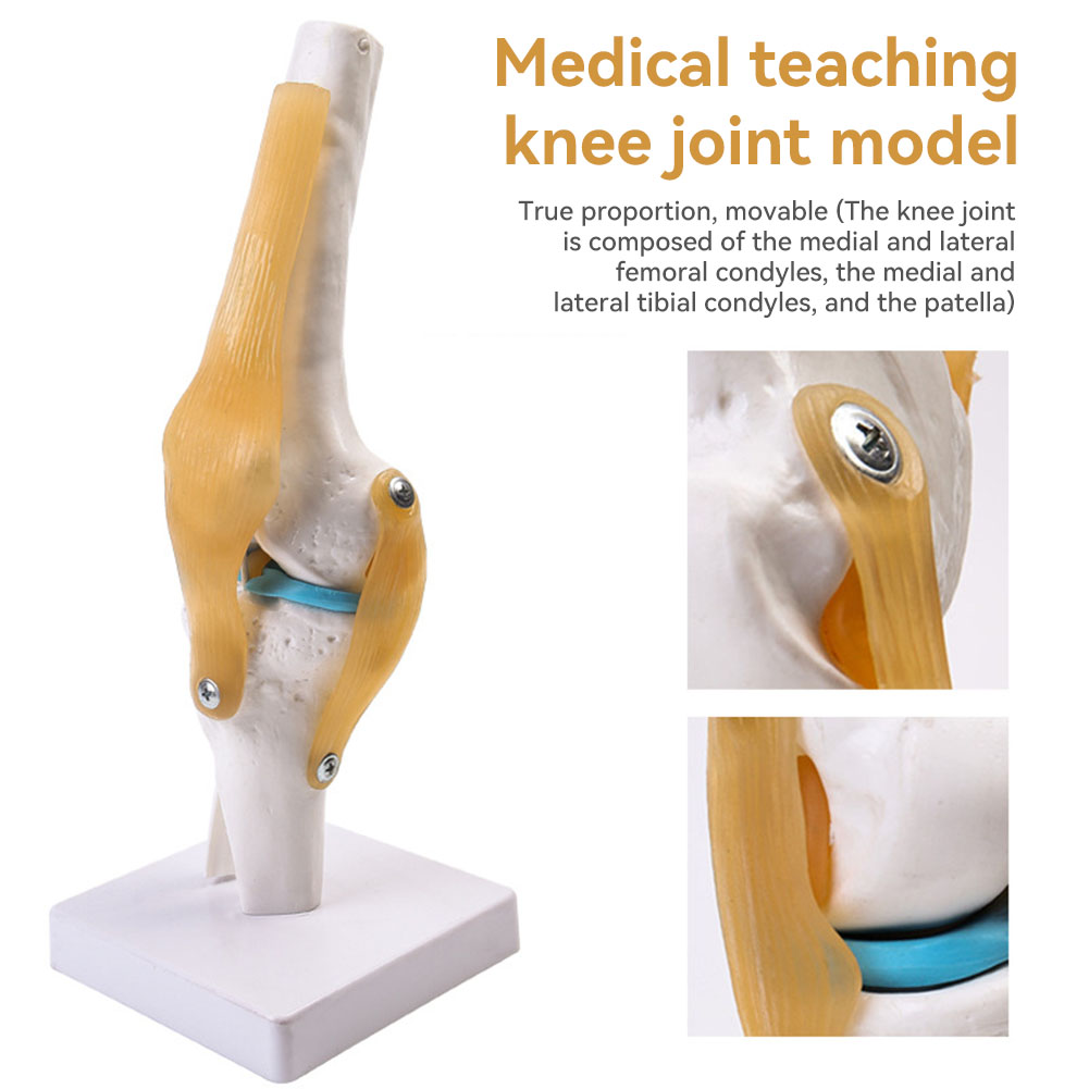 Anatomical Medical-Knee Joint  - Science Hobbyist incelemesi ve fiyatı
