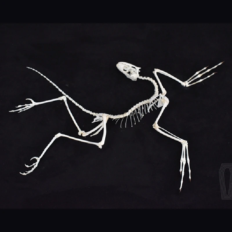 2120 Archaeopteryx Fossil Art  - Fossil Replica Display incelemesi ve fiyatı