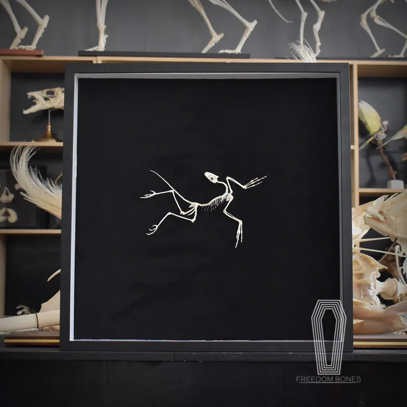 2120 Archaeopteryx Fossil Art  - Fossil Replica Display incelemesi ve fiyatı